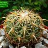 26a _Coryphantha_ pallida _ssp.pallida_ CH154_ 07